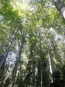 Greenpeace: În loc să reîmpădurească zonele de câmpie ale României, care mai au umbră doar pe 6%, autorităţile vor să investească în producerea artificială a ploii / Rezolvăm problema de la rădăcină sau mai aruncăm nişte chimicale în atmosferă?  