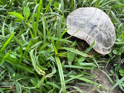Avertisment al Gărzii de Mediu: Eliberarea în natură a ţestoaselor achiziţionate pe post de animale de companie este ilegală şi reprezintă o ameninţare pentru speciile locale / Amenda poate ajunge la 10.000 de lei