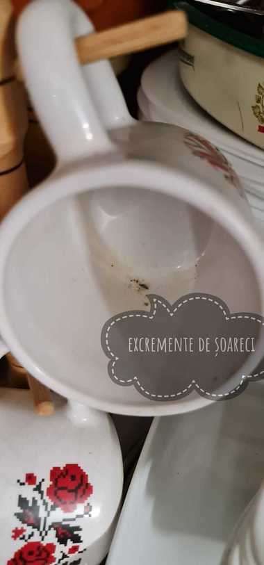 Restaurant din Galaţi, închis temporar de comisarii de la Protecţia Consumatorilor după ce au fost găsite excremente de şoarece şi produse expirate/ Localul a fost amendat cu 30.000 de lei - FOTO