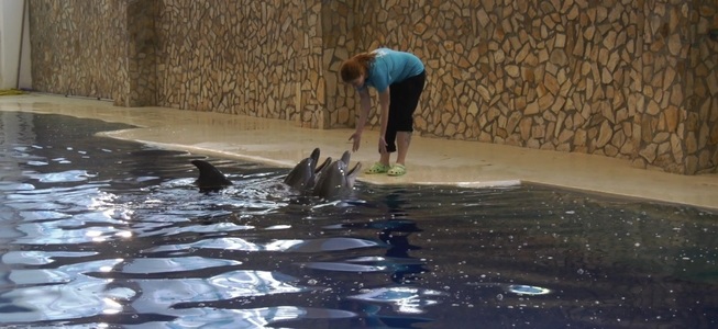 Cei patru delfini şi cei trei lei de mare din Ucraina au ajuns la Delfinariul din Constanţa - FOTO / VIDEO

