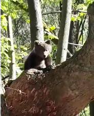 Bacău: Pui de urs, salvat de jandarmi / El a fost dus la un centru de reabilitare a urşilor orfani - VIDEO