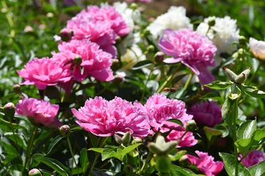 Petiţie pentru susţinerea proiectului de lege Bujorul - Floarea Naţională şi Simbol Floral al României, iniţiată de Facultatea de Horticultură Bucureşti 