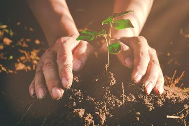 Ministrul Mediului: România are nevoie de păduri noi, de păduri sănătoase, cea mai puternică armă în lupta împotriva schimbărilor climatice / 730 milioane de euro pentru păduri prin PNRR / Până la sfârşitul anului 2026 vom avea 56.700 ha de păduri noi 