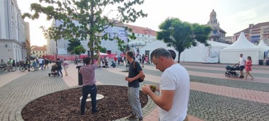 Timişoara: Stejarul de 3.000 de euro, plantat de Majestatea Sa Margareta, Custodele Coroanei, a început să se usuce / Doi specialişti caută soluţii pentru salvarea copacului