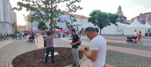Timişoara: Stejarul de 3.000 de euro, plantat de Majestatea Sa Margareta, Custodele Coroanei, a început să se usuce / Doi specialişti caută soluţii pentru salvarea copacului