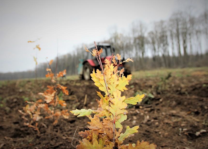 Peste 19 milioane de puieţi forestieri, plantaţi de Romsilva în campania de împăduriri de primăvară