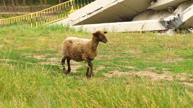 UPDATE - Oaia blocată sub podul prăbuşit în Neamţ - Animals International cere actualizarea procedurilor de intervenţie, astfel încât salvarea oricărei vieţi să fie prioritară, nu ancheta / 98 de oi încă lipsesc