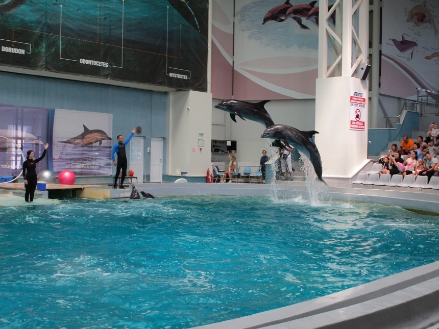 Au început antrenamentele cu public ale delfinilor aduşi din Ucraina, cu cei de la Delfinariul din Constanţa - FOTO
