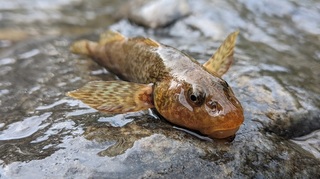 Operaţiune de descoperire şi inventariere a aspretelui, peştele fosilă vie, aflat în pragul dispariţiei, care trăieşte în Râul Vîlsan din Munţii Făgăraşului