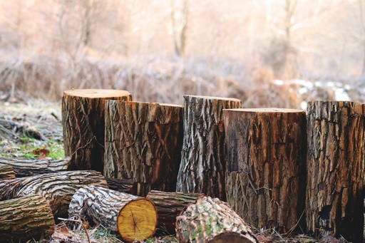 Ministrul Mediului, despre tăierile ilegale de arbori: Ar fi o exagerare că sunt ţinute sub control. Nu aş putea să spun că există un control total, dar pot să afirm fără exagerare că au fost reduse