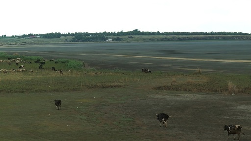 Buzău - Lacul Amara, cu o suprafaţă de 800 de hectare, a secat complet - FOTO