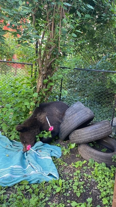 Primarul oraşului Buşteni: În fiecare seară sunt cel puţin 3-4 acţiuni de îndepărtare a animalelor sălbatice. Situaţia curentă este dificilă şi dă bătăi de cap atât localnicilor cât şi turiştilor

