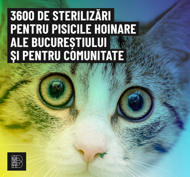 Bucureştenii au ales proiectele câştigătoare în cadrul procesului de bugetare participativă: Reabilitarea alveolelor verzi şi replantarea arborilor uscaţi de pe Bulevardul Regina Elisabeta şi sterilizarea pisicilor hoinare