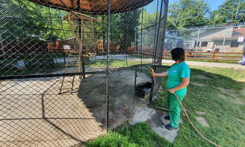 Măsuri speciale pentru animalele de la Zoo Sibiu, pe perioada caniculei - FOTO