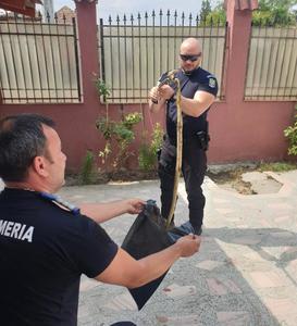 Mehedinţi: Jandarmii au intervenit pentru îndepărtarea unui şarpe aflat în canalizarea din curtea unei case - FOTO