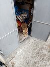 Pui de leu, ţinut în captivitate într-o gospodărie din Rădăuţi / Comisarii Gărzii de Mediu au aplicat două amenzi în valoare de 25.000 de lei  
