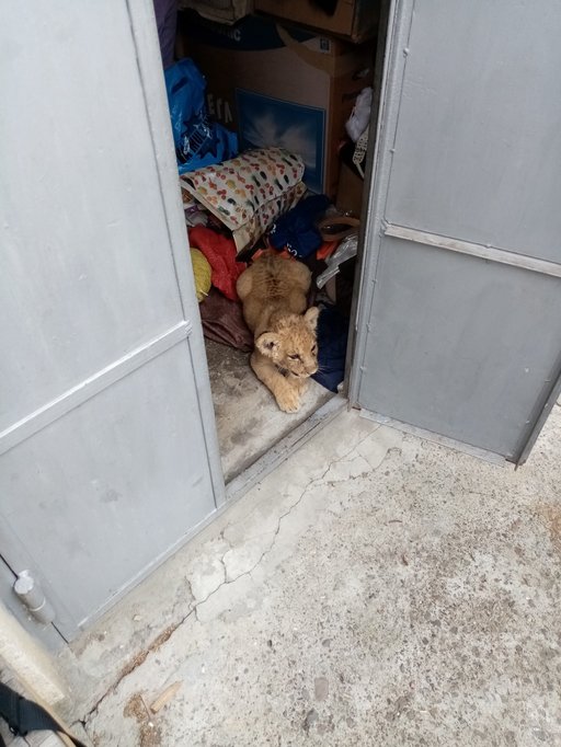 Pui de leu, ţinut în captivitate într-o gospodărie din Rădăuţi / Comisarii Gărzii de Mediu au aplicat două amenzi în valoare de 25.000 de lei  