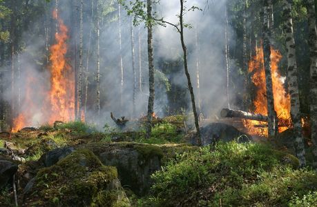 Un raport european despre incendiile forestiere face referire la aproape 150.000 de hectare din România mistuite de incendii în 2022 / Tanczos Barna: Au avut loc incendii forestiere pe o suprafaţă de 11.311 hectare, restul fiind suprafeţe agricole 