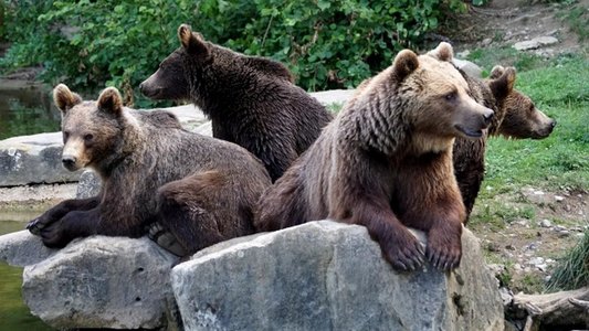 Prahova: Primarul comunei Ceraşu reclamă că persoane necunoscute au adus ilegal în zona localităţii patru urşi, abandonându-i/ El cere sprijin pentru identificarea celor care au relocat ilegal animalele