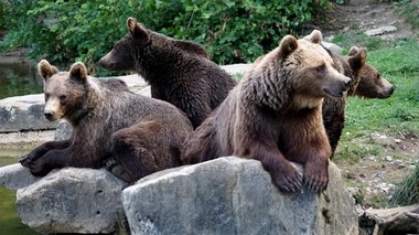 Prahova: Primarul comunei Ceraşu reclamă că persoane necunoscute au adus ilegal în zona localităţii patru urşi, abandonându-i/ El cere sprijin pentru identificarea celor care au relocat ilegal animalele