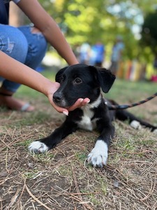 Primăria Capitalei derulează o nouă campanie de sterilizare şi microcipare gratuită a 5.000 de câini de rasă comună, cu deţinător