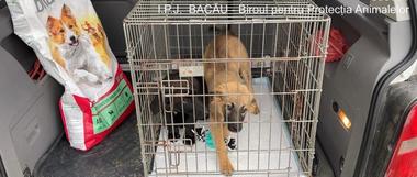Bacău: O femeie are de plătit 3000 de lei amendă pentru că a abandonat doi pui de câine / Ea a primit cuantumul minim al amenzii, aceasta putând ajunge la 12.000 de lei 