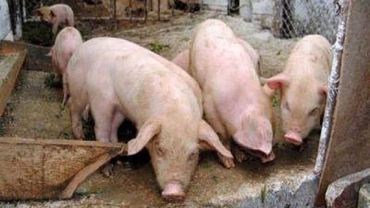 Timiş: Dosar penal, după ce un fermier a îngropat în câmp aproximativ 30 de porci care aveau pestă porcină