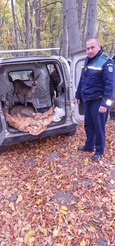 Bacău: Percheziţii la domiciliul unui bărbat care ţinea captivi doi căpriori. Animalele au fost eliberate - FOTO

