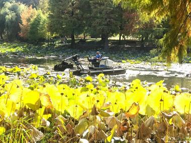Viceprimarul Horia Tomescu anunţă salubrizarea şi igienizarea lacului din Parcul Circului