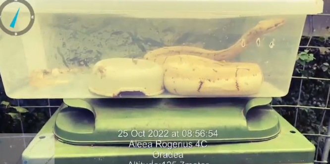 Bihor: Trei şerpi descoperiţi la ghena de gunoi / Reptilele au fost preluate de Grădina Zoologică - VIDEO