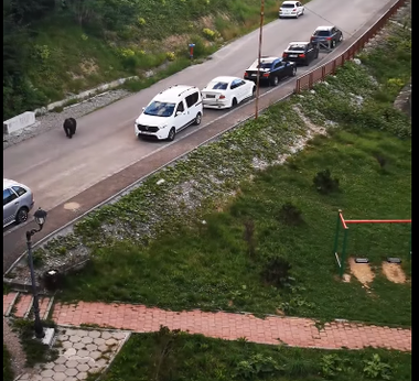 Urs filmat ziua, în apropierea unui loc de joacă din Predeal / Zona era plină de copii - VIDEO