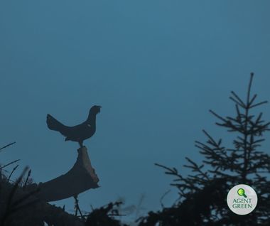 Ordinul ministrului Mediului care permite vânarea cocoşului de munte, suspendat de instanţă / Decizia nu este definitivă, însă este executorie 