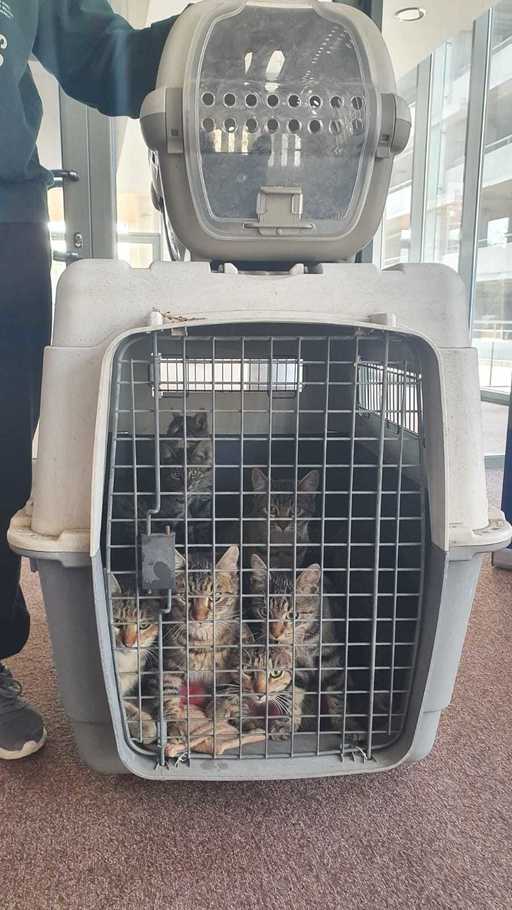 Primăria Capitalei: În intervalele 17-18 noiembrie şi 24-25 noiembrie, sterilizările din cadrul campaniei de sterilizări gratuite ale pisicilor de rasă comună fără deţinător se vor realiza în sectorul 6