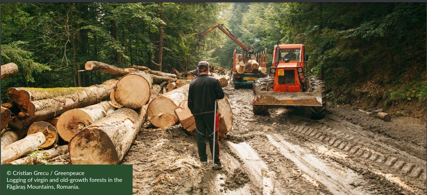Raport Greenpeace: În medie, în fiecare oră, din Carpaţi se pierde o suprafaţă de pădure echivalentă cu cinci terenuri de fotbal în urma extracţiei de lemn 