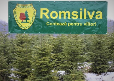 Romsilva oferă spre vânzare peste 30.000 de pomi de Crăciun în sezonul sărbătorilor de iarnă
