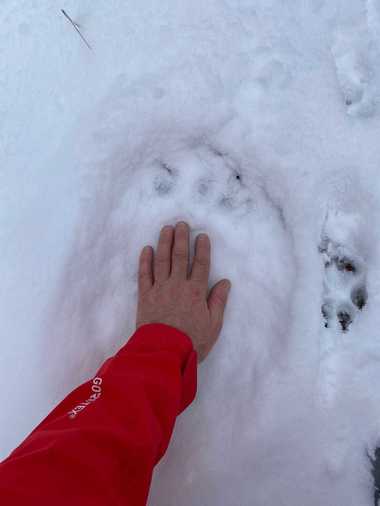 Urme de urs semnalate în zona Izvoare din judeţul Maramureş / Salvamontiştii recomandă precauţie în deplasare - FOTO