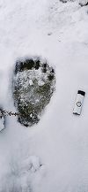Urme de urs observate şi de către salvamontiştii din Bihor / Avertismentul alvatorilor: Când mergem la munte suntem musafiri şi ursul este acasă 