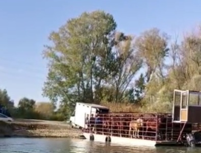 Un ONG susţine că sunt trimişi la abatoare caii sălbatici din Delta Dunării şi a filmat două asemenea transporturi / IPJ Tulcea afirmă că aspectele sesizate nu sunt confirmate - VIDEO