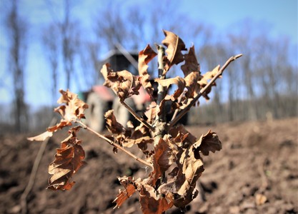 Romsilva înfiinţează alte 60 de hectare de perdele forestiere de protecţie, în judeţele Călăraşi şi Brăila