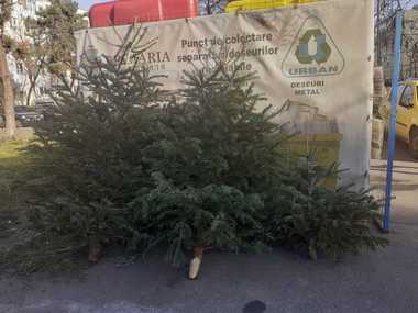 Primăria Sectorului 6: Brazii de Crăciun, colectaţi gratuit din faţa locuinţelor