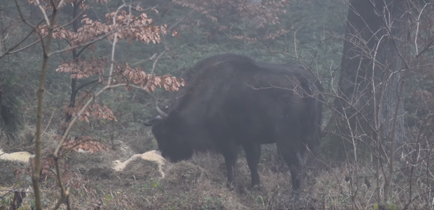 Imagini cu zimbri care se hrănesc în Parcul Natural Vânători Neamţ, publicate de Romsilva – Animalele primesc hrană adiţională pentru a evita conflictele cu comunităţile locale - VIDEO