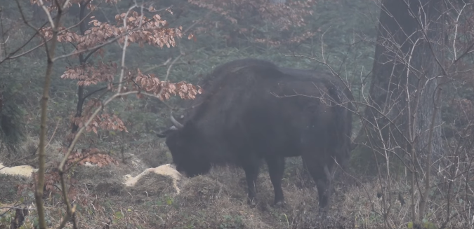 Imagini cu zimbri care se hrănesc în Parcul Natural Vânători Neamţ, publicate de Romsilva – Animalele primesc hrană adiţională pentru a evita conflictele cu comunităţile locale - VIDEO