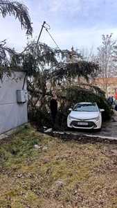 Harghita: Copac doborât de vânt în curtea unui spital din Miercurea Ciuc / O maşină şi un garaj au fost avariate - FOTO

