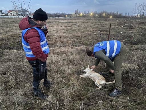 ASPA anunţă că, în cursul anului 2022, a capturat de pe raza Municipiului Bucureşti aproximativ 1700 de câini, cei mai mulţi din Sectorul 6