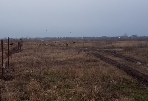 Cazul femeii ucise de câini la Lacul Morii - Primăria Sectorului 6: În 2023, au fost făcute 96 de sesizării către Poliţia Locală privind câinii maidanezi, iar în 12 cazuri ASPA s-a prezentat dar nu a capturat câinii 