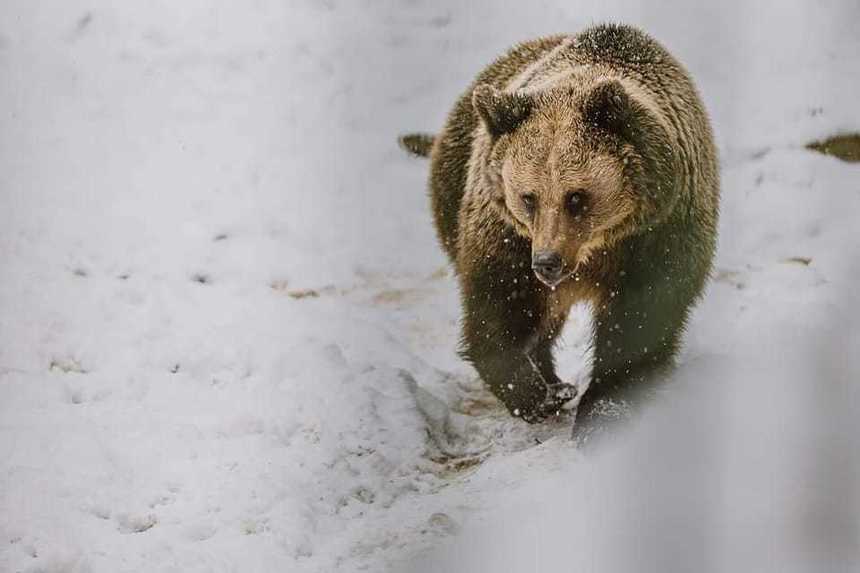 Mureş: Ursoaică cu doi pui, în zona Platoul Corneşti / Animalele au pătruns de mai multe ori în Grădina Zoologică / Autorităţile cer evitarea unei piste de alergare seara sau noaptea


