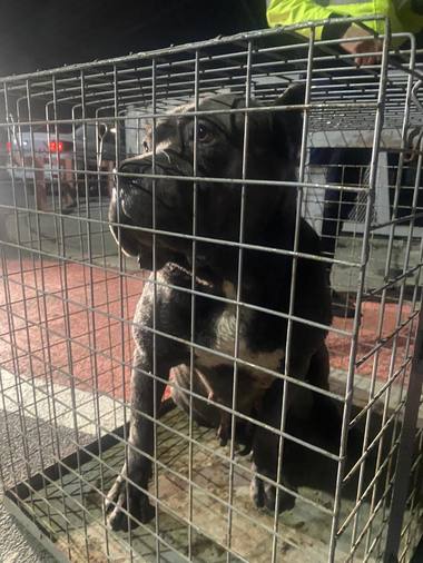 Incident la Lacul Morii - O femeie, atacată de doi câini din rasa Cane Corso, scăpaţi dintr-o curte