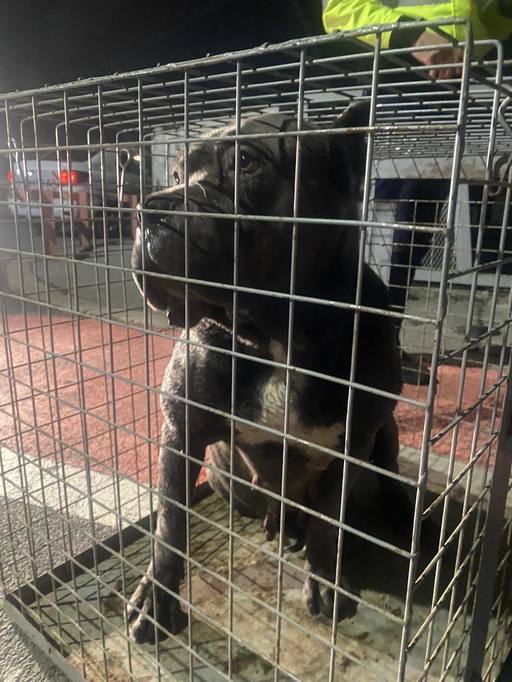 Incident la Lacul Morii - O femeie, atacată de doi câini din rasa Cane Corso, scăpaţi dintr-o curte