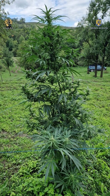Legea pentru legalizarea tratamentului cu cannabis medicinal, discutată luni în Camera Deputaţilor / Iniţiator, fiica unei femei ucise de cancer: Este o şansă în plus / Ce spune profesorul al cărui raport a stat la baza votării legii în Anglia
