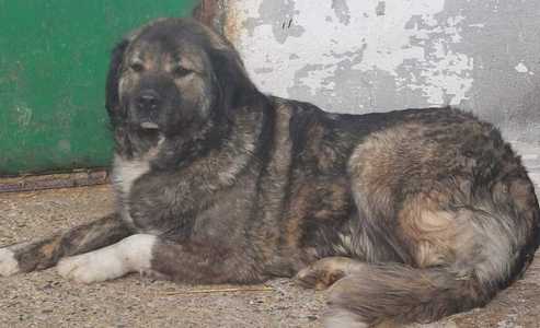 Intervenţie a ASPA pentru capturarea a doi câini de talie mare, ciobănesc caucazian, din apropierea Bulevardului Iuliu Maniu / A fost anunţată Poliţia - FOTO


